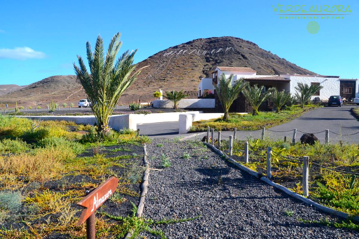 Verdeaurora Bio Farm - Aloe Vera Fuerteventura
